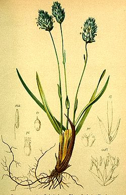 Sesleria coerulea Atlas Alpenflora.jpg
