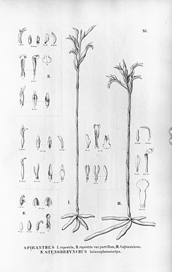 Skeptrostachys rupestris (as Spiranthes r.) - Veyretia cogniauxiana (as Spiranthes c.) - Skeptrostachys balanophorostachya (as Stenorrhynchos b.'-um) - Flora Brasiliensis 3-4-48.jpg