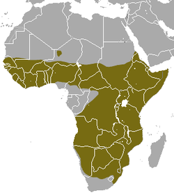 Distribución de la mangosta esbelta