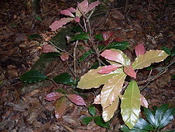 Sloanea australis - Hacking River.JPG