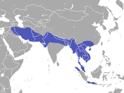 Distribución de la mangosta pequeña asiática