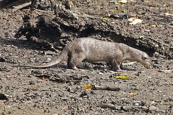 Smooth-coated Otter (Lutrogale perspicillata).jpg