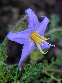 Solanum citrullifolium flower.jpg