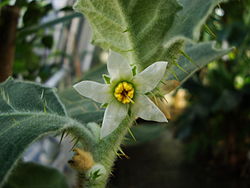 Solanum pseudolulo flower.jpg