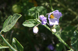 Solanum umbelliferum Bluewitch.jpg