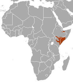 Distribución del gálago somalí