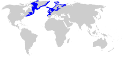Distribución del tiburón de Groenlandia