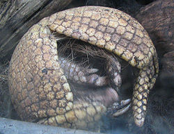 South American armadillo - desc-curled up - from-DC1.jpg