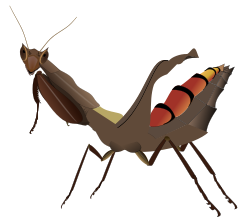 South American box mantis female.svg