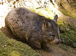 Southern Hairy-nosed Wombat.jpg