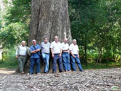 El eucalyptus globulus conocido como "O Avó". Se puede observar el grosor del ejemplar comparado con las seis personas que están apoyadas sobre el árbol.