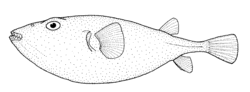 Sphoeroides pachygaster (Blunthead puffer).gif