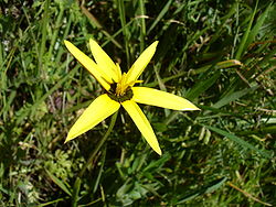 Spiloxene capensis yellow form - HYPOXIDACEAE.JPG