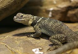 Spiny Lizard - Houston Zoo.jpg