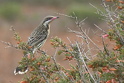 Spiny cheeked honeyeater.jpg