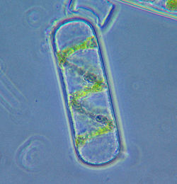 Spirogyra cell.jpg