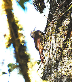 Spot-crowned Woodcreeper.jpg