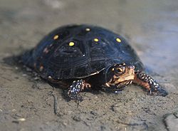 Spotted Turtle - Clemmys guttata.jpg