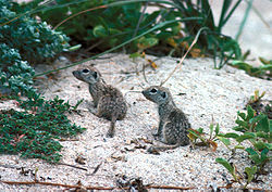 Spotted ground squirrel.jpg