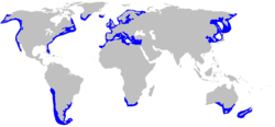 Distribución de la mielga (en azul)