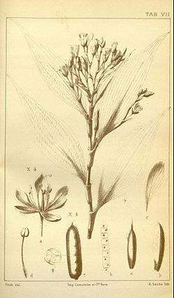 Stanfieldiella imperforata in CB Clarke Monographiae Phaneorogamarum Tab 7.jpeg