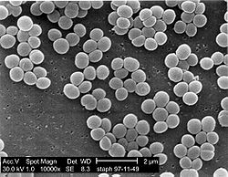 Staphylococcus aureus 01.jpg