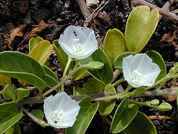 Starr 010209-0279 Jacquemontia ovalifolia subsp. sandwicensis.jpg