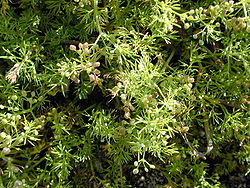 Starr 010520-0107 Ciclospermum leptophyllum.jpg