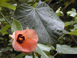 Starr 020803-0107 Hibiscus tiliaceus.jpg