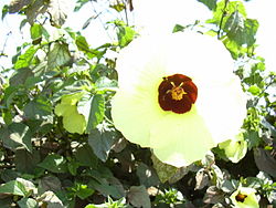 Starr 030525-0011 Hibiscus ovalifolius.jpg