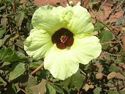 Starr 030525-0012 Hibiscus ovalifolius.jpg