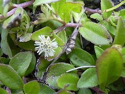 Starr 030807-0168 Eclipta prostrata.jpg