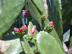 Starr 031108-0183 Opuntia cochenillifera.jpg