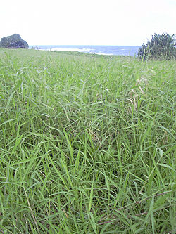 Starr 031210-0091 Urochloa mutica.jpg