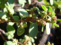 Starr 041223-2243 Chamaesyce celastroides.jpg