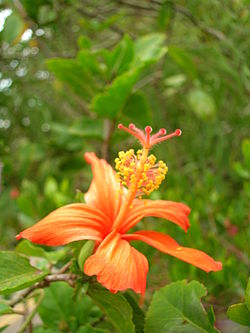 Starr 060826-8680 Hibiscus kokio subsp. saintjohnianus.jpg