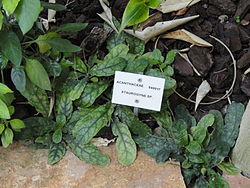 Staurogyne sp. - Jardin Botanique de Lyon - DSC05404.JPG