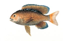 Stegastes fuscus.jpg