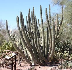 Stenocereus thurberi - Desert Botanical Garden.jpg