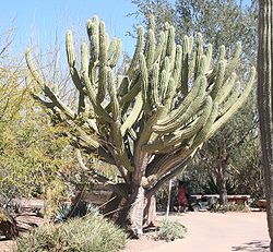 Stetsonia coryne - Desert Botanical Garden.jpg