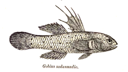 Stigmatogobius sadanundio Day.png