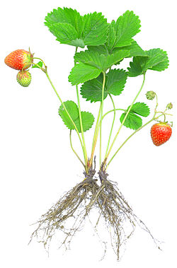 Strawberry Seedling.jpg