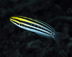 Striped blenny.jpg