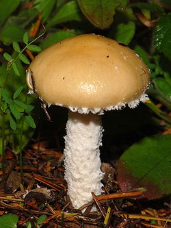 Stropharia ambigua 4.JPG