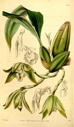 Sudamerlycaste ciliata (Ida ciliata) (as Maxillaria ciliata) - Curtis' 70 (N.S. 17) pl. 4081 (1844).jpg
