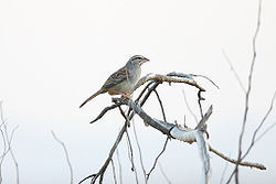 Sumichrast's Sparrow Cinnamon-tailed Sparrow.jpg