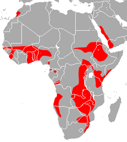 Distribución del murciélago de Sundevall