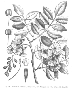 Swartzia myrtifolia Taub98.png