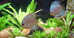 Symphysodon 'Red Turquoise' and 'Blue Diamond'.jpg