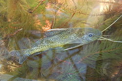 Synodontis nigromaculatus.JPG